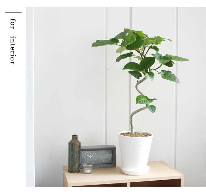 楽天市場】【SSクーポンあり】【セラアート鉢／ホワイト】フィカス