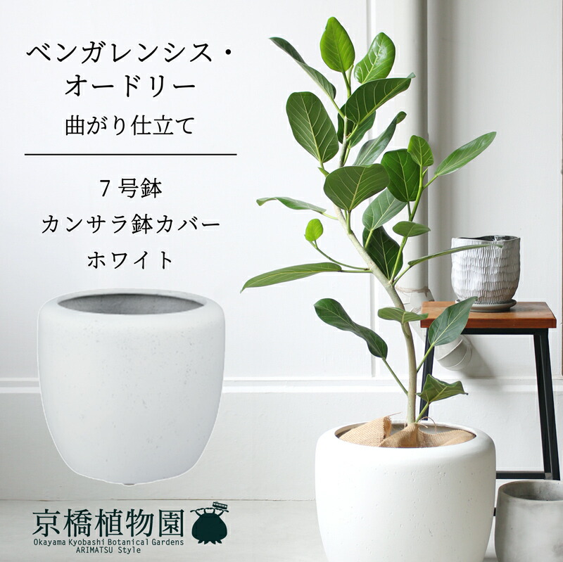 楽天市場】【SSクーポンあり】【カンサラ鉢カバー：ホワイト】フィカス