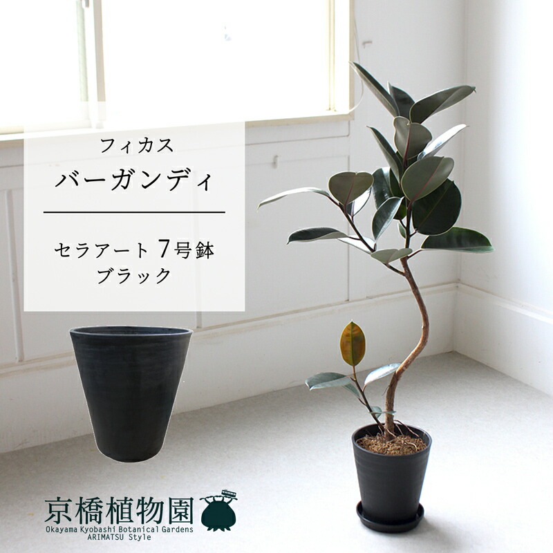 楽天市場】【SSクーポンあり】【セラアート鉢：ブラック】フィカス
