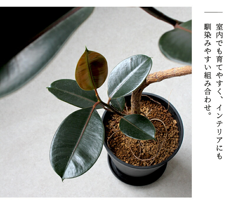 楽天市場】【SSクーポンあり】【セラアート鉢：ブラック】フィカス