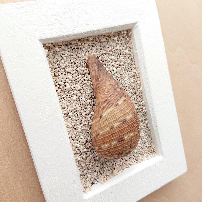 楽天市場】貝 アート オブジェ 25712a プレゼント ギフト : ハッピー