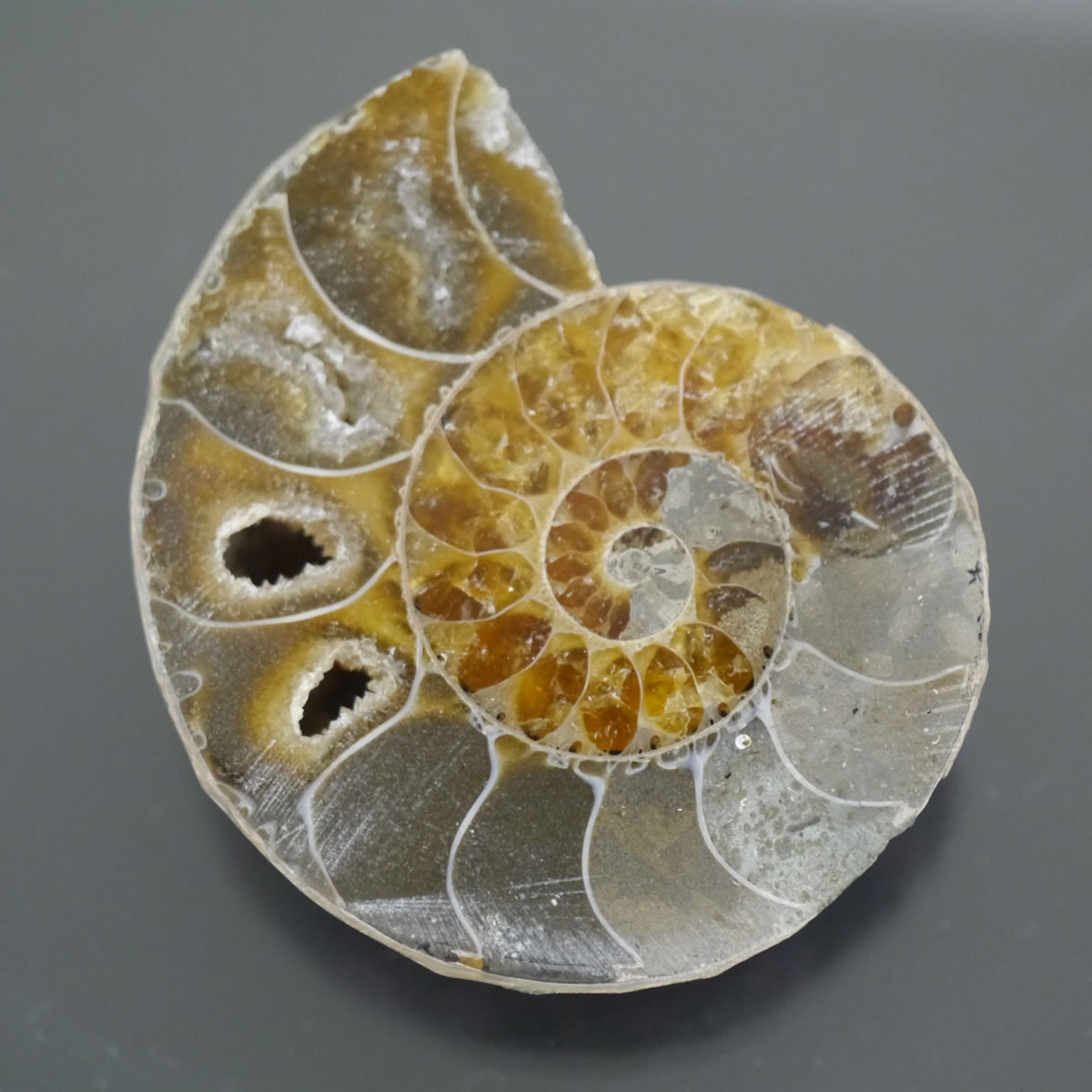 楽天市場】アンモナイト カット 化石の通販