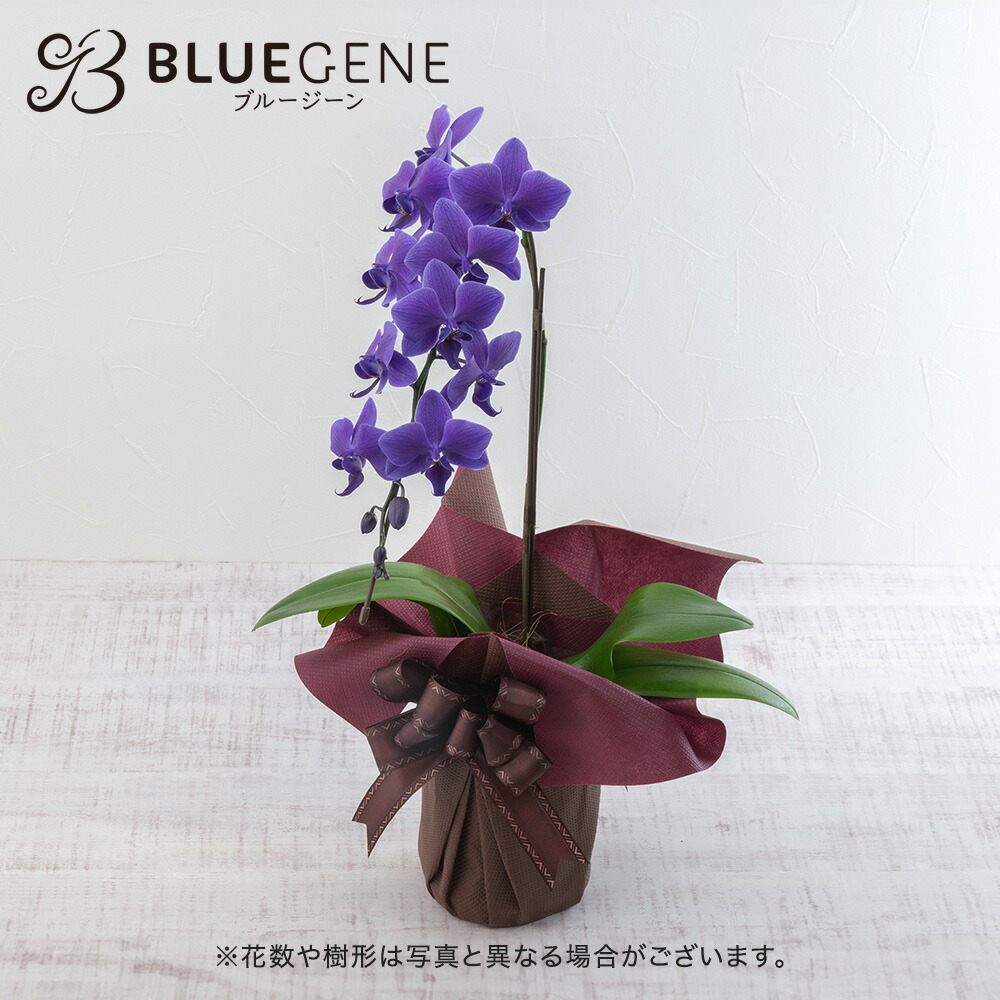 楽天市場】花鉢 ギフト 青色 胡蝶蘭「Blue Gene (ブルージーン
