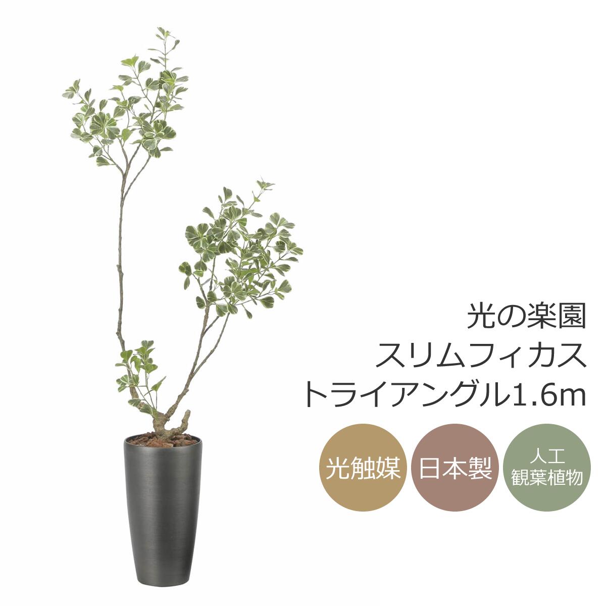 楽天市場】光触媒 光の楽園 スリムフィカストライアングル1.6m