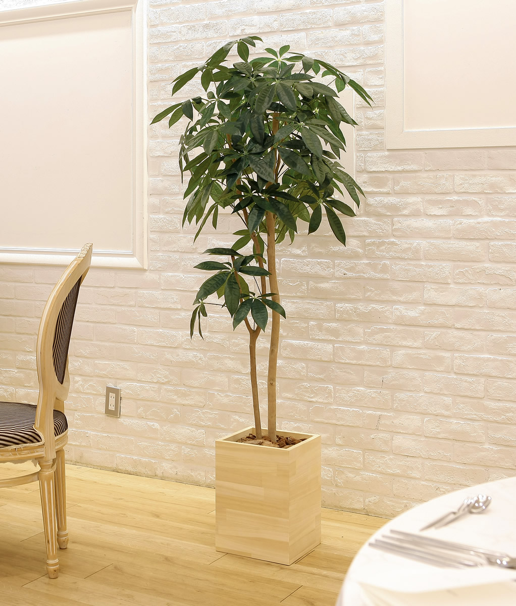 楽天市場】光触媒 光の楽園 ウッドボックスパキラ1.6m フェイク