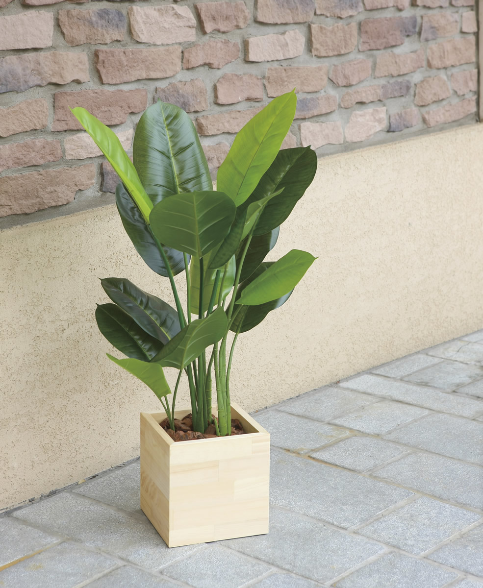 楽天市場】光触媒 光の楽園 ウッドボックススキンダプサス85 フェイク