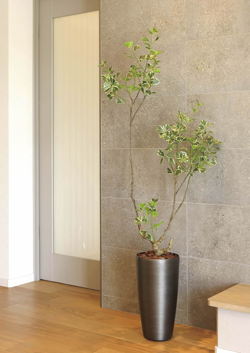 楽天市場】光触媒 光の楽園 スリムフィカストライアングル1.6m