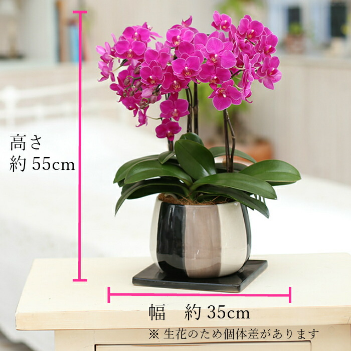 楽天市場】ミディ 胡蝶蘭 3本立 モノトリコ鉢 5.5号 ピンク / 花鉢