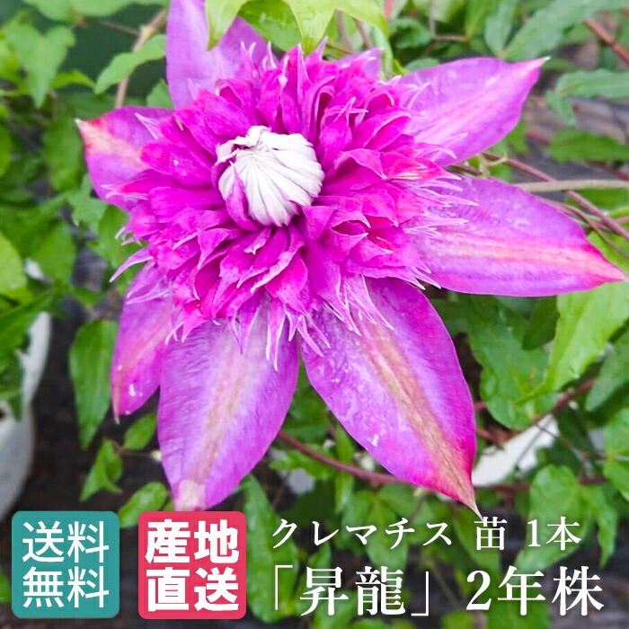 楽天市場】クレマチス 苗 1本 「昇龍」2年株 廣田哲也氏育成 2022年