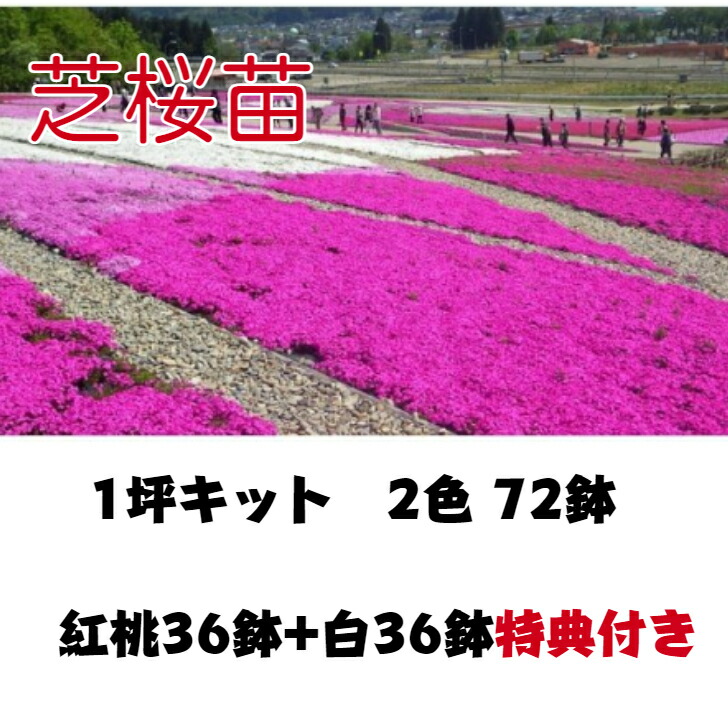楽天市場】芝桜苗 1坪キット 2色72ポット 特典付き 紅桃 白