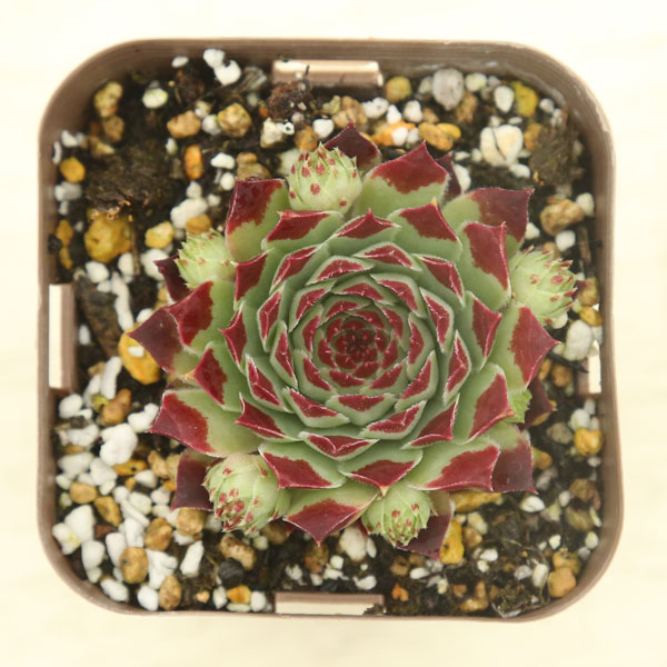 楽天市場】【当店農場生産】多肉植物 センペルビウム ジュセッピー 7.5