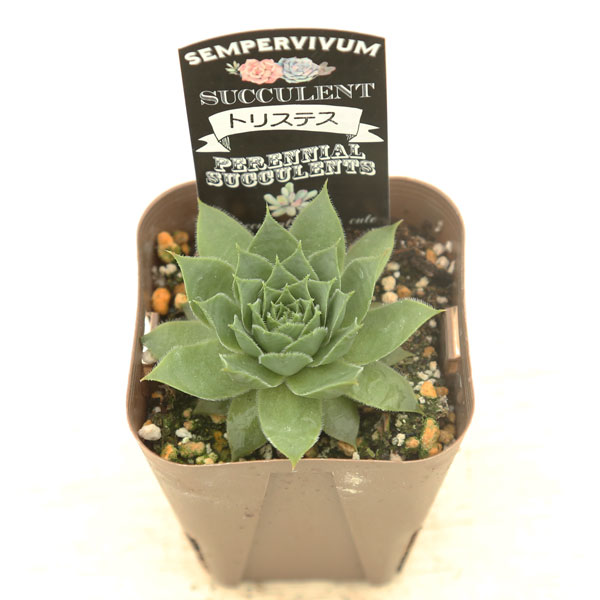 楽天市場】【当店農場生産】多肉植物 センペルビウム トリステス 7.5