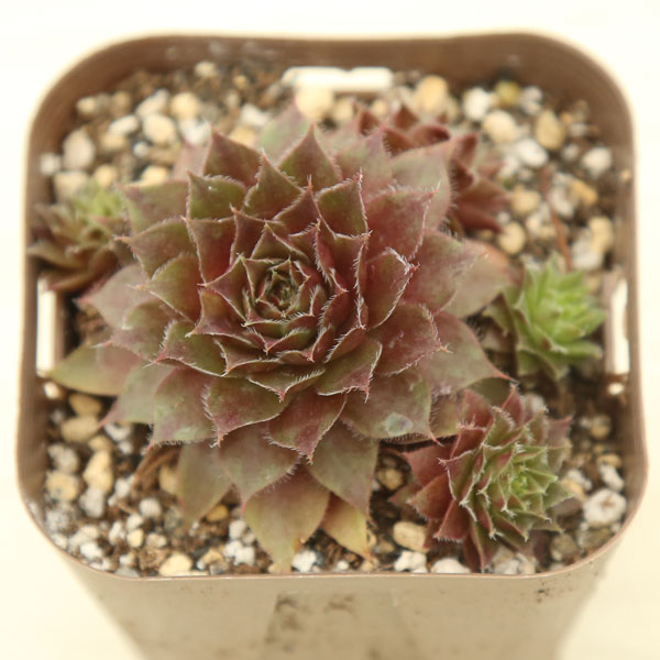 楽天市場】【当店農場生産】多肉植物 センペルビウム レッドルビン 7.5