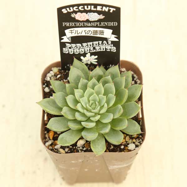 楽天市場】【当店農場生産】多肉植物 エケベリア ギルバの薔薇 7.5