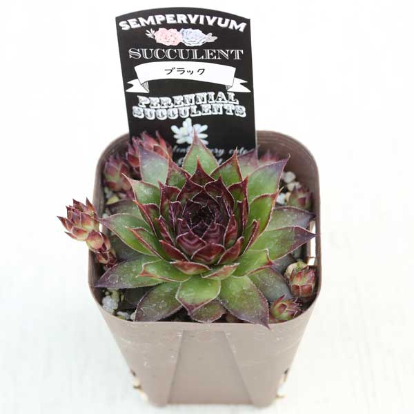 楽天市場】【当店農場生産】多肉植物 センペルビウム ブラック 7.5