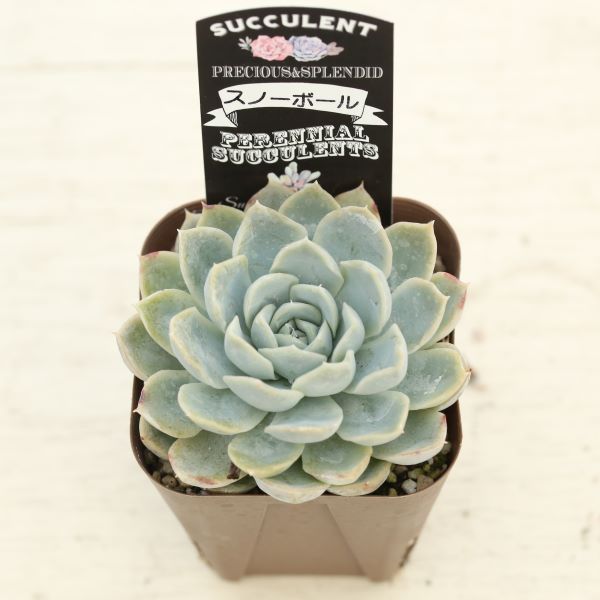 楽天市場】【当店農場生産】○多肉植物 エケベリア スノーボール 7.5