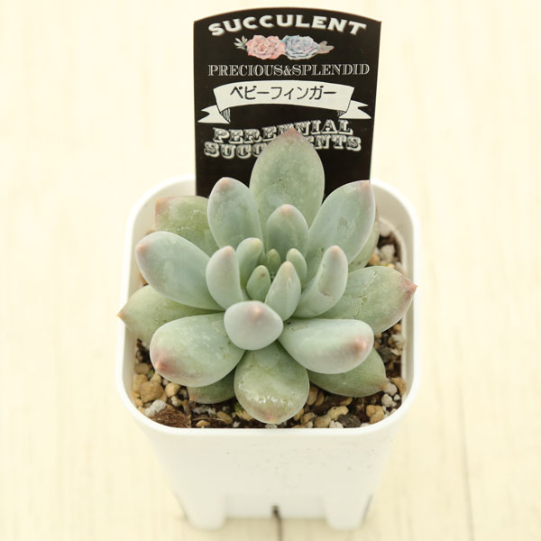 楽天市場】【当店農場生産】○多肉植物 パキフィツム ベビーフィンガー