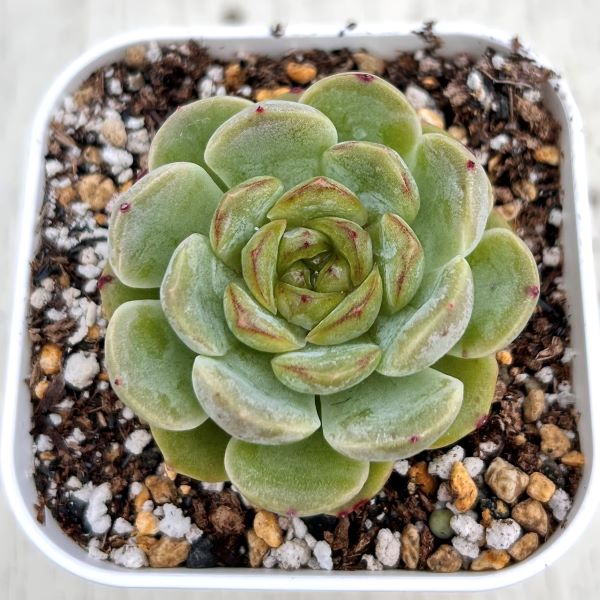 楽天市場】【当店農場生産】○多肉植物 エケベリア サンセットメル