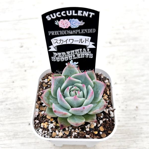 楽天市場】【当店農場生産】○多肉植物 エケベリア スカイワールド 7.5