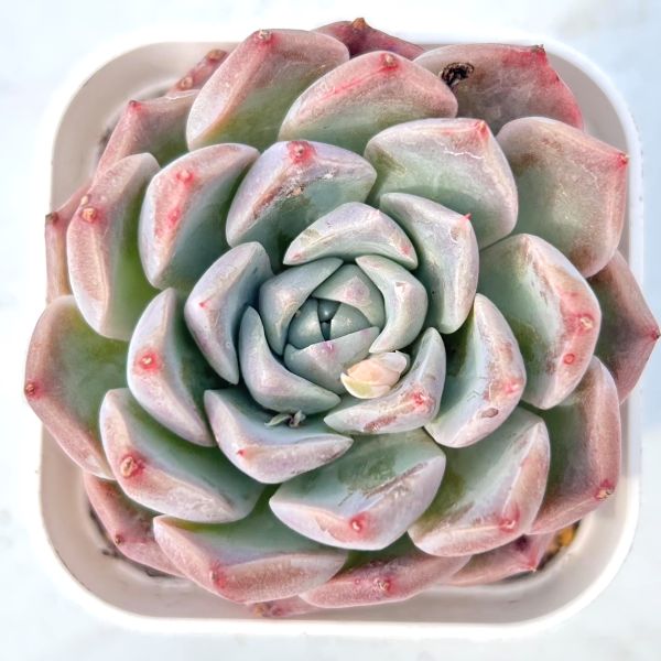 楽天市場】【当店農場生産】○多肉植物 エケベリア リラシナ×ヒアリナ