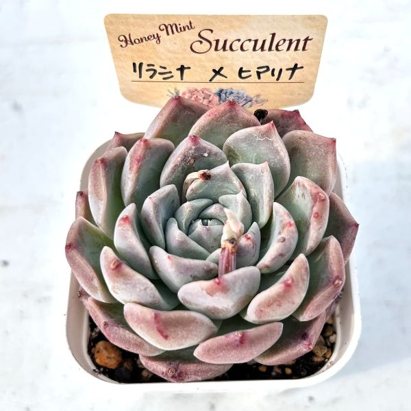 楽天市場】【当店農場生産】○多肉植物 エケベリア リラシナ×ヒアリナ