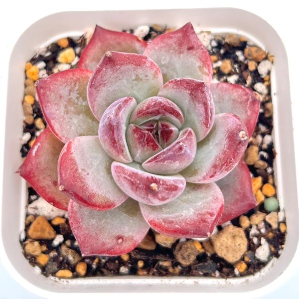 楽天市場】多肉 プリリンゼアナの通販