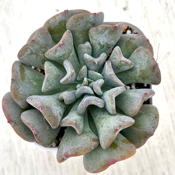 楽天市場】【当店農場生産】○多肉植物 エケベリア スノースプライト