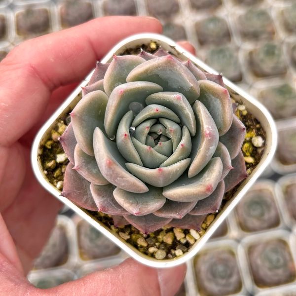 楽天市場】【当店農場生産】○多肉植物 エケベリア オード 7.5センチ