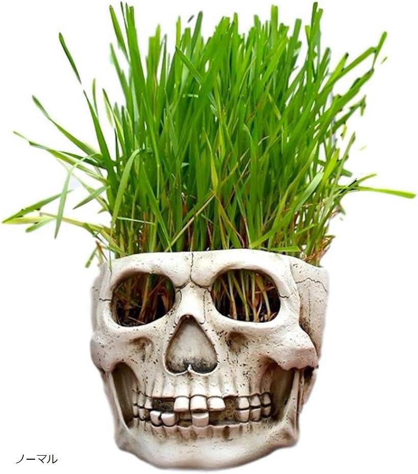楽天市場】ドクロ 植木鉢 プランター インテリア 小物入れ 頭蓋骨 髑髏
