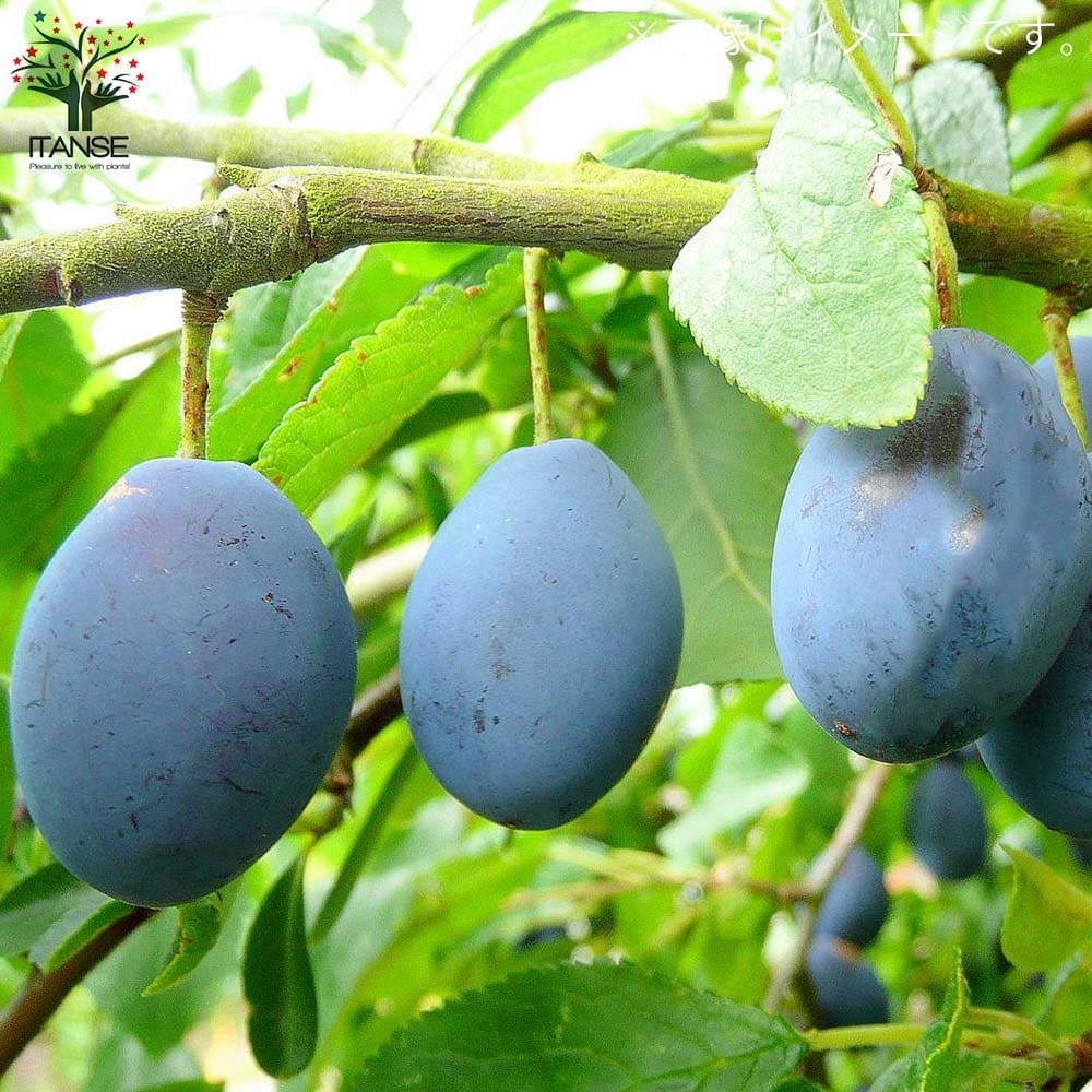 楽天市場】【送料無料】プルーンの苗 品種：シュガープルーン 果樹の