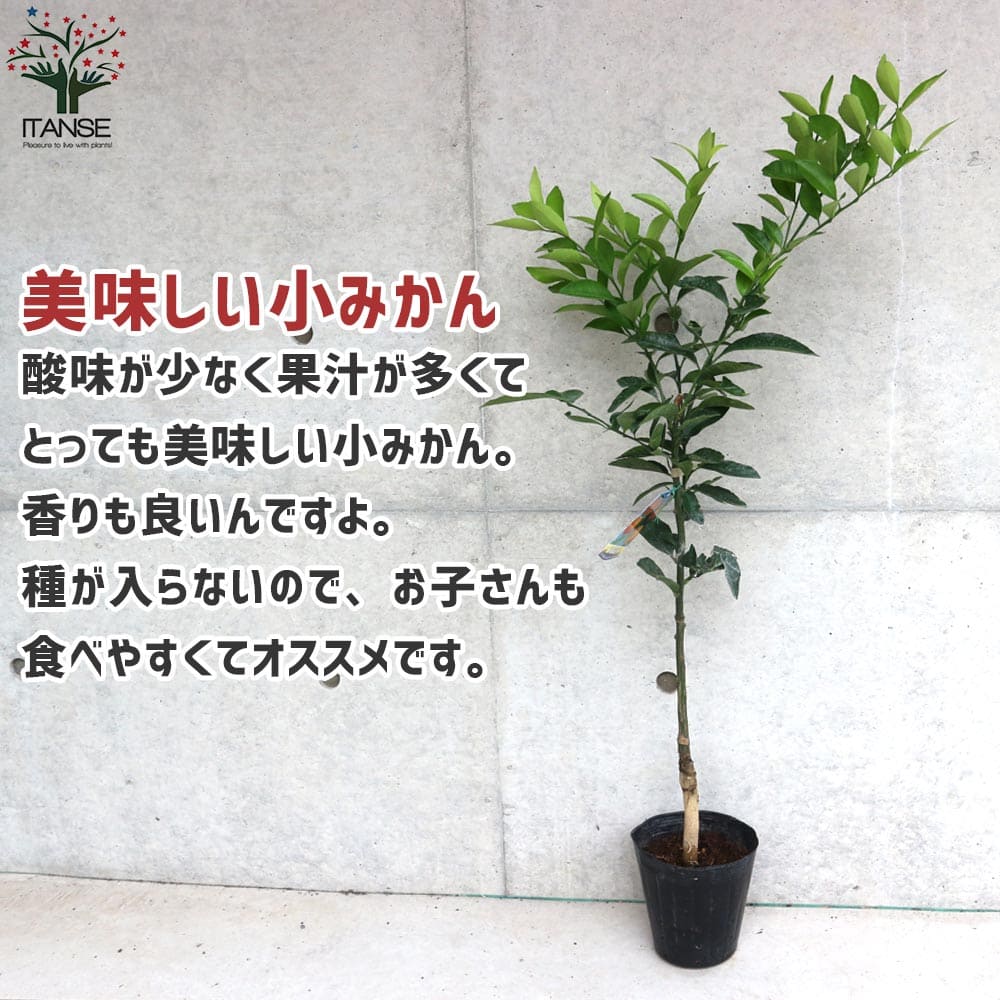 楽天市場】【SS期間☆P5倍】紀州種無し小みかん ( 品種：無核紀州