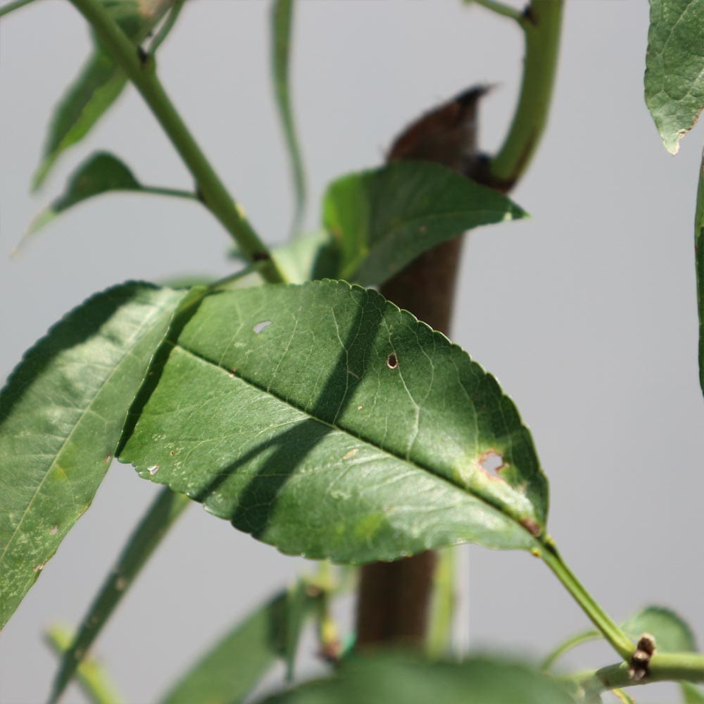 楽天市場】【送料無料】アーモンドの苗木 果樹苗 1〜2年生 接木苗15cm