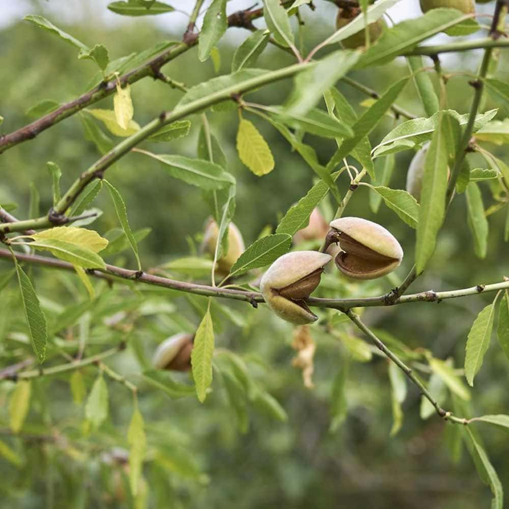 楽天市場】【送料無料】アーモンドの苗木 果樹苗 1〜2年生 接木苗15cm