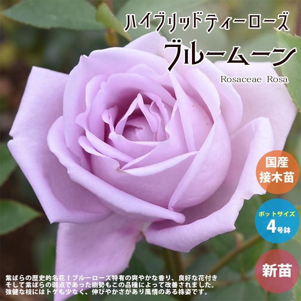 苗 大輪 バラ」の人気商品一覧 | 安い商品を通販サイトから探す - 価格.com