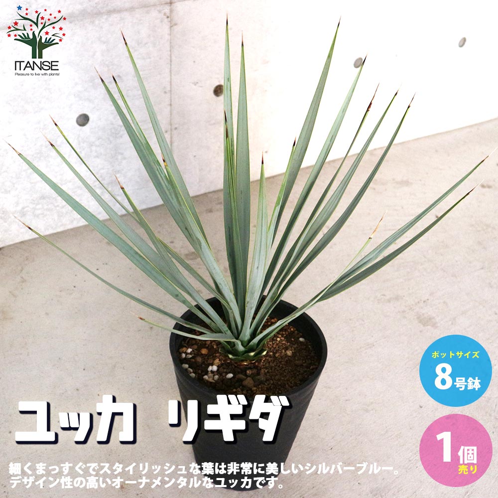 楽天市場】【SS期間☆P5倍】ユッカ リギダ 観葉植物 8号プラスチック