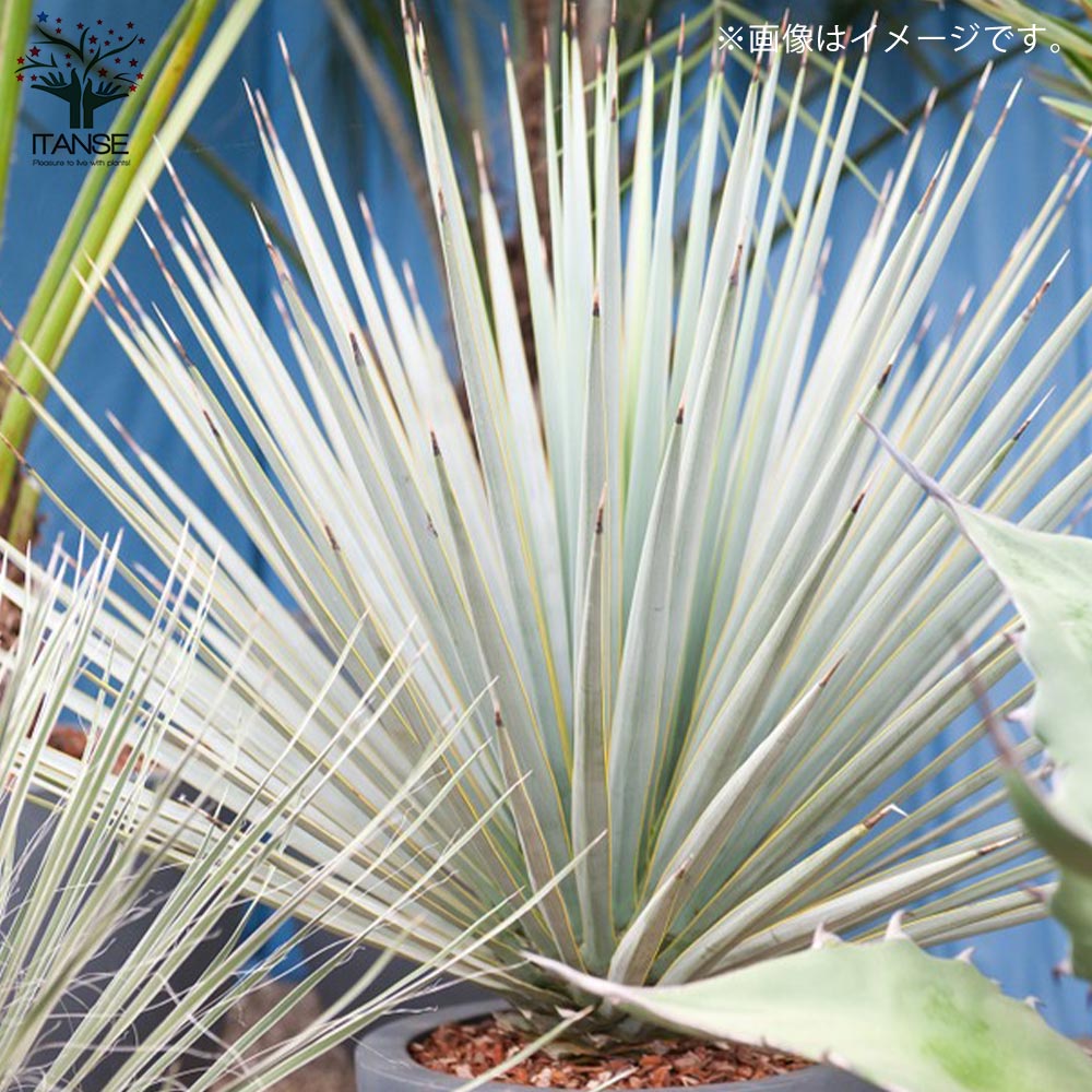 楽天市場】【SS期間☆P5倍】ユッカ リギダ 観葉植物 8号プラスチック