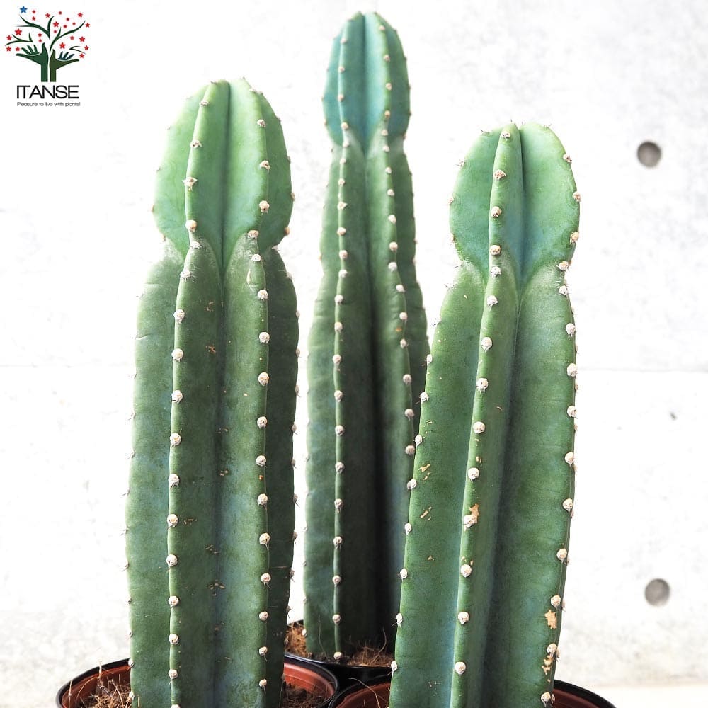 楽天市場】【SS期間☆P5倍】柱サボテン 鬼面閣 ( キメンカク ) 観葉