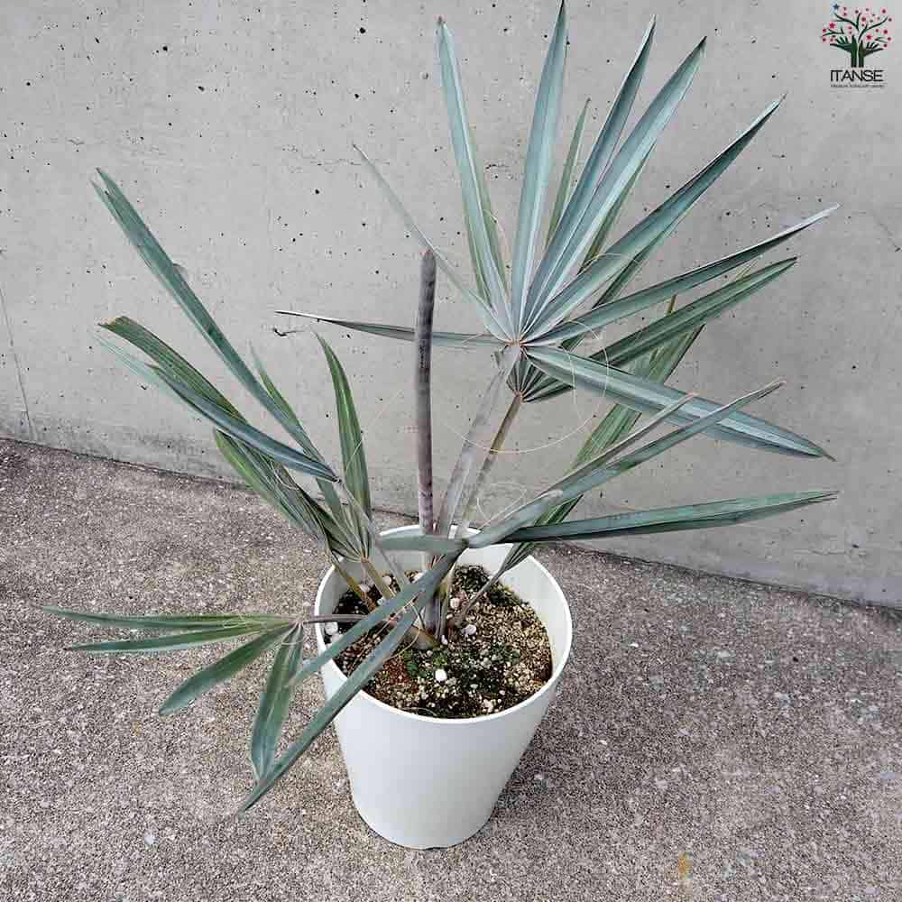 楽天市場】【送料無料】ビスマルキア ノビリス シルバー 観葉植物 7号