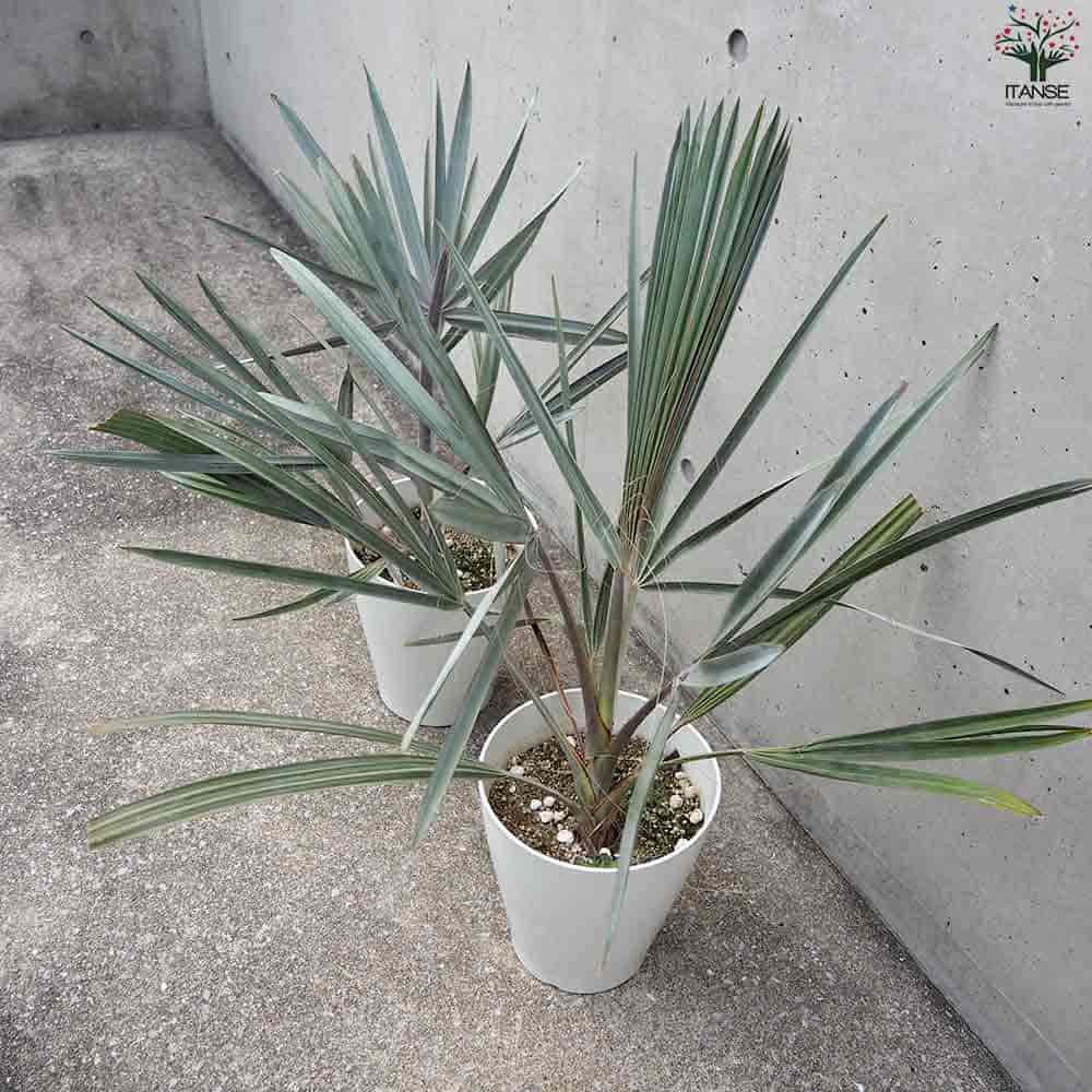 楽天市場】【送料無料】ビスマルキア ノビリス シルバー 観葉植物 7号