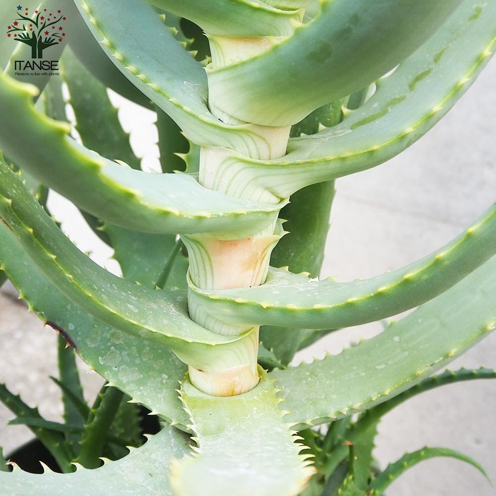 楽天市場】【SS期間☆P5倍】木立アロエ 多肉植物 7号鉢大苗 多肉植物