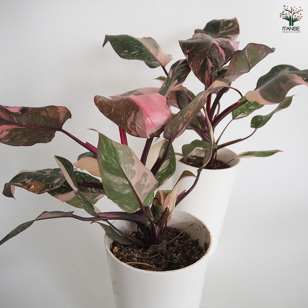 楽天市場】【送料無料】フィロデンドロン ピンクプリンセス