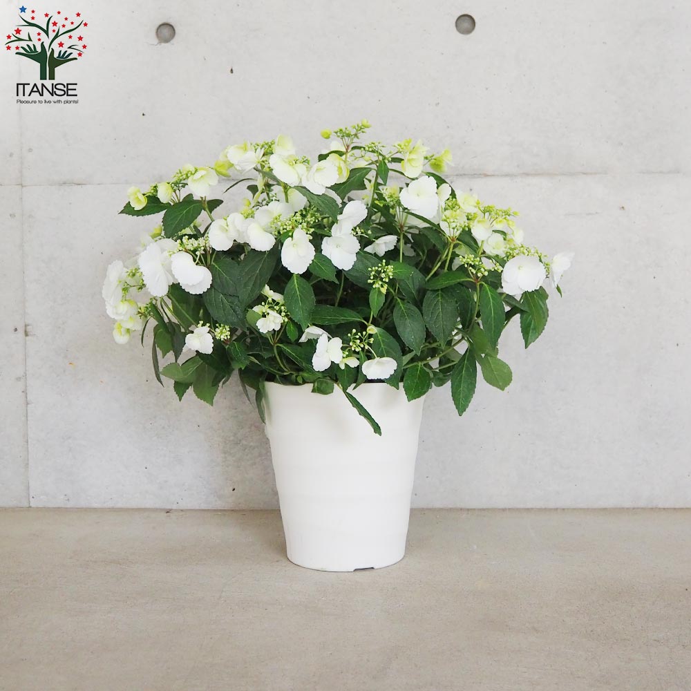 楽天市場】【送料無料】アジサイ ラグランジア ブライダルシャワー