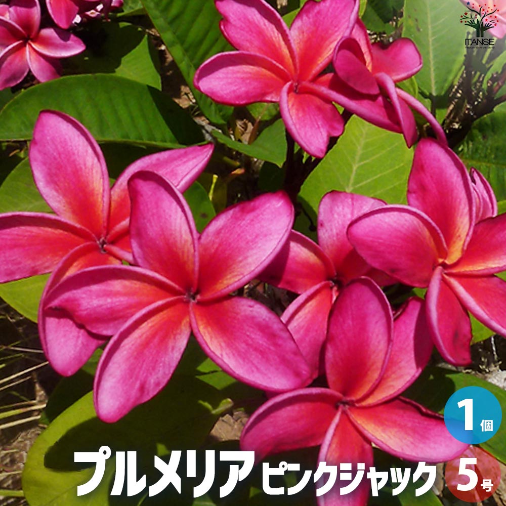 苗 プルメリア 苗」の人気商品一覧 | 安い商品を通販サイトから探す