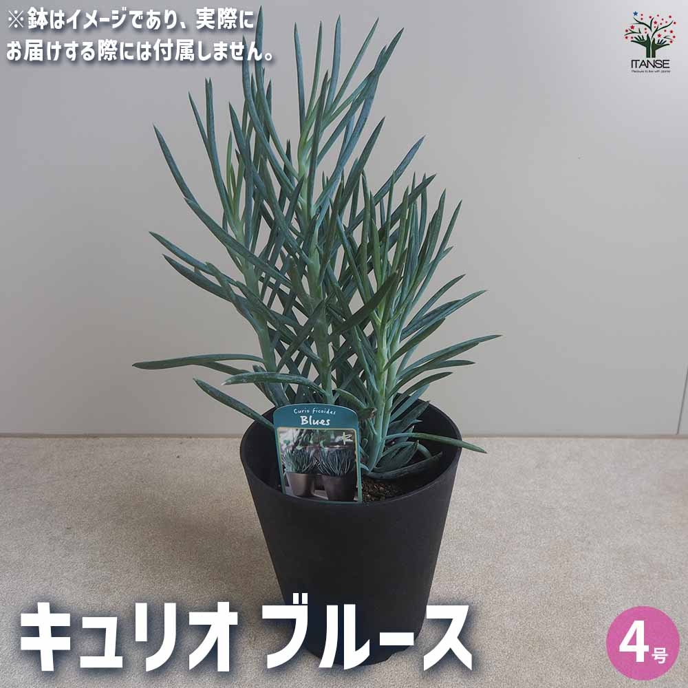 楽天市場】【現品・現物】プヤ・セルーレア 大株 puya coerulea 8号 UR