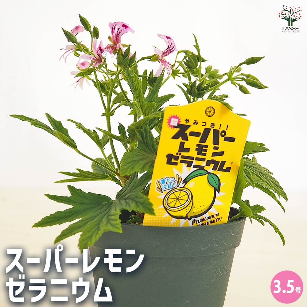 楽天市場】【SS期間☆P5倍】スーパーレモンゼラニウム 【 ハーブの苗