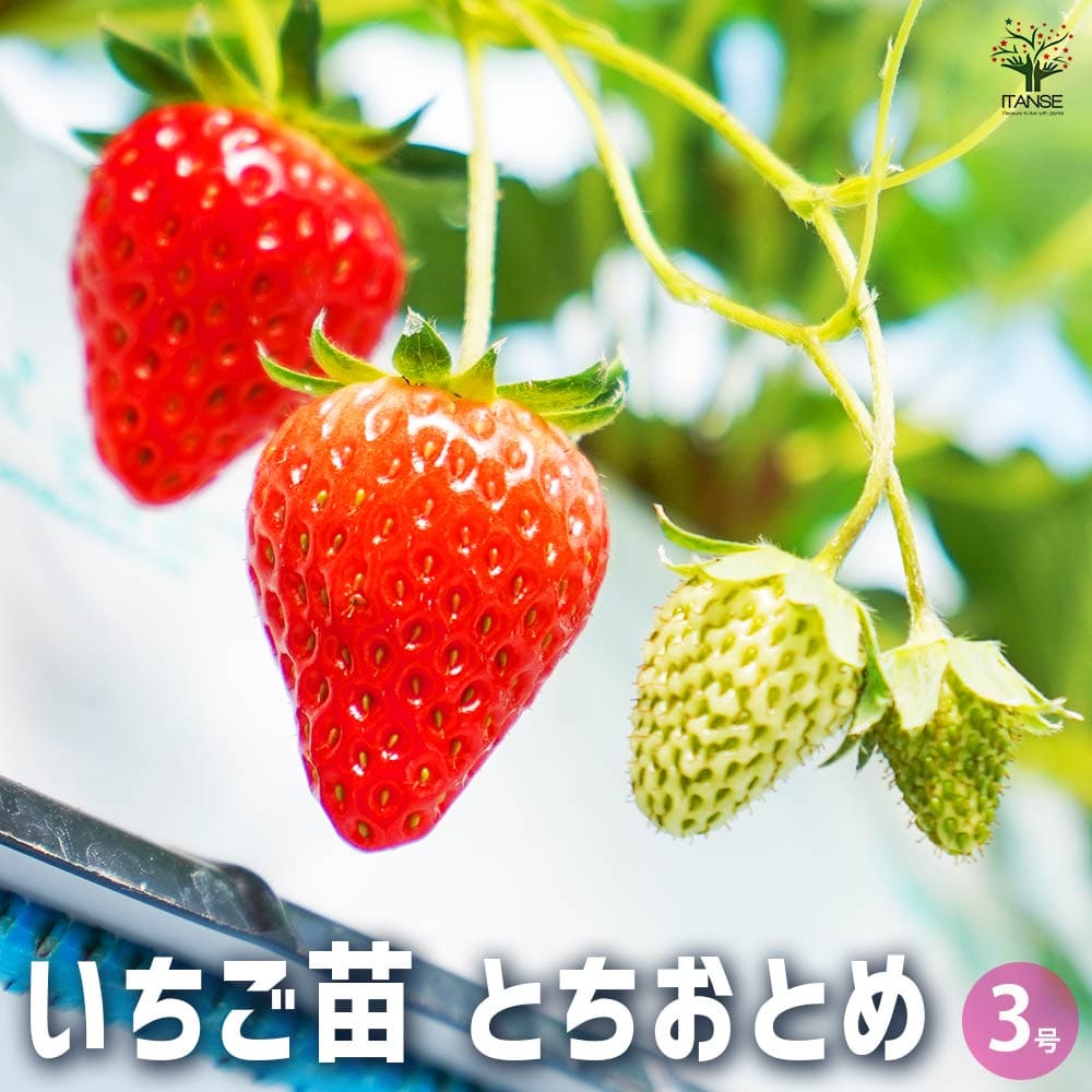 苗 とちおとめ」の人気商品一覧 | 安い商品を通販サイトから探す