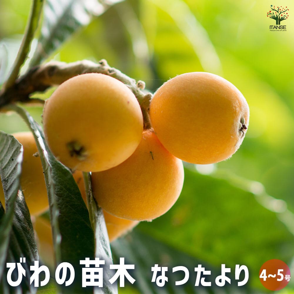 びわ苗」の人気商品一覧 | 安い商品を通販サイトから探す - 価格.com