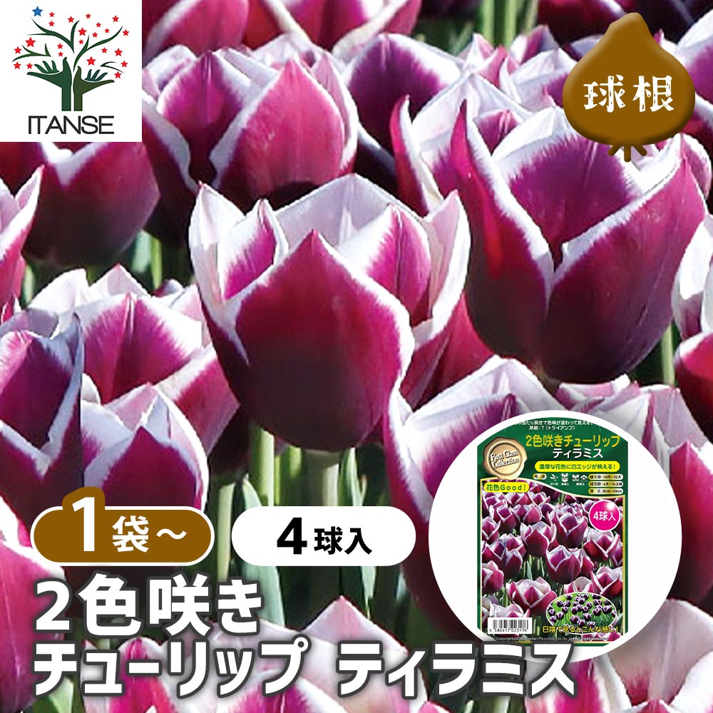 チューリップ 球根 鉢植え」の人気商品一覧 | 安い商品を通販サイト