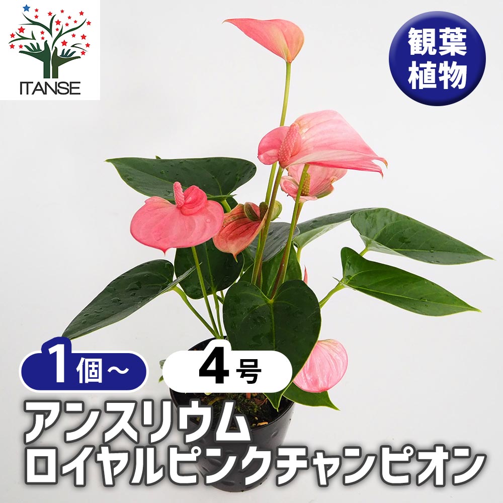 観葉植物 アンスリウム ピンク」の人気商品一覧 | 安い商品を通販