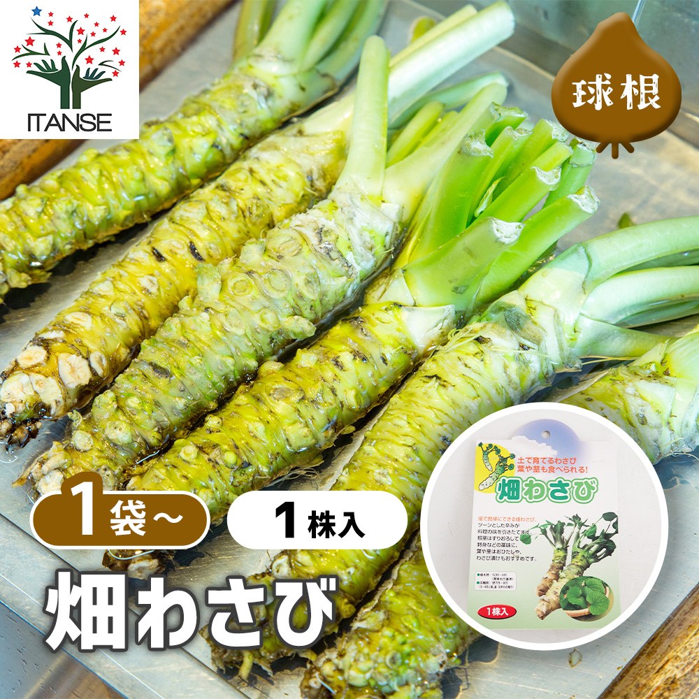 楽天市場】畑ワサビ 苗の通販